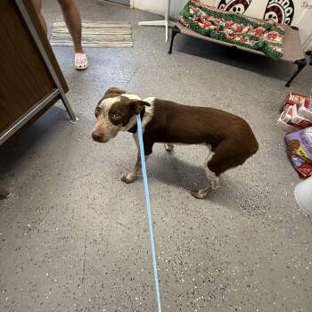 Ranger -  Australian Cattle Dog Blue Heeler Dog for Adoption in Lewisburg, Tennessee - Ranger | PetCurious