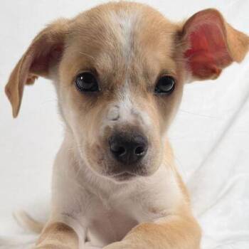 Terrier Dogs Available for Adoption - Guppy | PetCurious