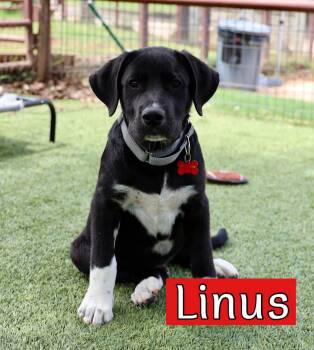 Labrador Retriever and Great Pyrenees Dogs Available for Adoption in Southlake, Texas - Linus | PetCurious