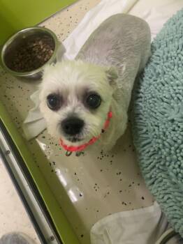 Chloe -  Shih Tzu Dog Available for Adoption in Peconic, New York - Chloe | PetCurious