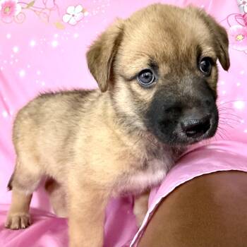Penny Pawesome -  Australian Shepherd Dog for Adoption in Andover, Massachusetts - Penny Pawesome | PetCurious