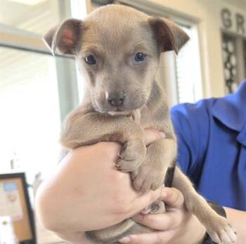 Labrador Retriever Dogs Available for Adoption in Houston, Texas - A654467 | PetCurious