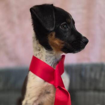 Rossi -  Rat Terrier Dog for Adoption in Wiggins, Mississippi - Rossi | PetCurious