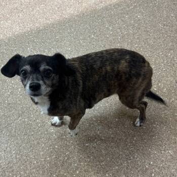 Rescue Mixed Breed and Chihuahua Dogs for Adoption in Titusville, Florida - Minnie | PetCurious