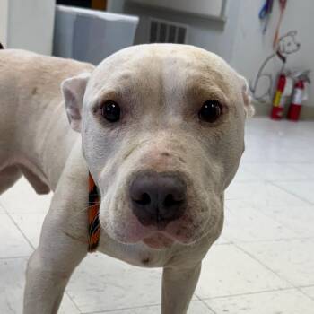Phill -  Pit Bull Terrier Dog for Adoption in Jacksonville, Arkansas - Phill | PetCurious