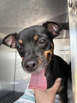 KIRBY -  Chihuahua Dog for Adoption in Fort Myers, Florida - KIRBY | PetCurious