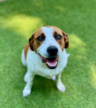 Rescue Hound Dogs for Adoption in Sandy Springs, Georgia - Layla (fka Bella) | PetCurious