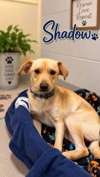 Shadow -  Yellow Labrador Retriever Dog for Adoption in Rock Hill, New York - Shadow | PetCurious