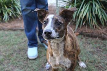 Australian Cattle Dog Blue Heeler and Mixed Breed Dogs Available for Adoption in Brunswick, Georgia - Lillian | PetCurious