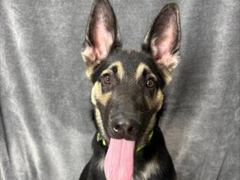 German Shepherd Dog Dogs Available for Adoption in Portland, Oregon - Magnus | PetCurious