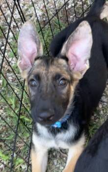 Laila -  German Shepherd Dog Dog for Adoption in Bellaire, Texas - Laila | PetCurious
