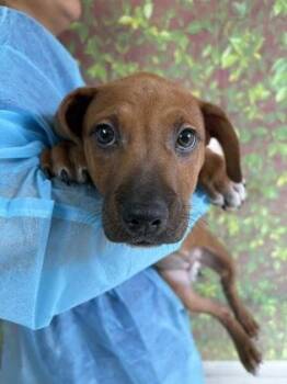 Shepherd and Mixed Breed Dogs Available for Adoption in San Antonio, Texas - Cassiopeia | PetCurious