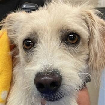Rescue Cairn Terrier Dogs for Adoption in Phoenix, Arizona - Merrick | PetCurious