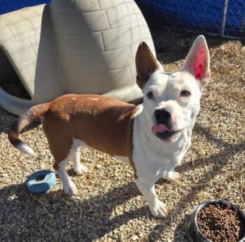 Rescue Mixed Breed Dogs for Adoption in Morristown, New Jersey - Barkolemew | PetCurious