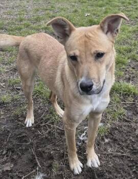 Matilda -  Carolina Dog Dog for Adoption in Washington, District Of Columbia - Matilda | PetCurious