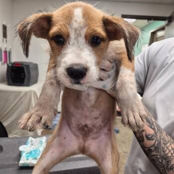 Proton -  Pointer and Treeing Walker Coonhound Dog for Adoption in Hattiesburg, Mississippi - Proton | PetCurious
