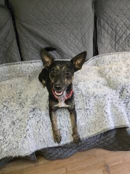 Rescue Terrier Dogs for Adoption in Milton, Delaware - Clyde Stilts | PetCurious