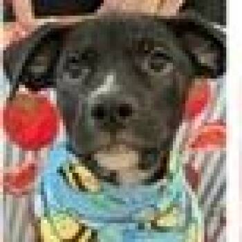 Ferdinand -  Labrador Retriever and Mixed Breed Dog for Adoption in Tampa, Florida - Ferdinand | PetCurious