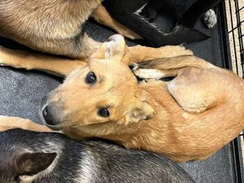 German Shepherd Dog and Mixed Breed Dogs Available for Adoption in Albuquerque, New Mexico - ELLA | PetCurious
