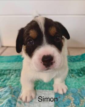 Simon -  Jack Russell Terrier and Australian Shepherd Dog for Adoption in Phoenix, Arizona - Simon | PetCurious
