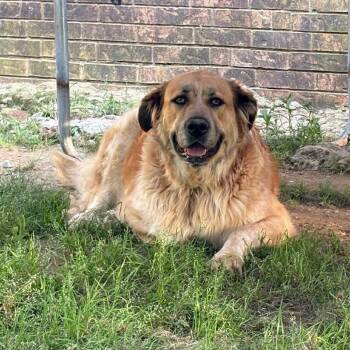 Zaile -  Great Pyrenees Dog for Adoption in Hackett, Arkansas - Zaile | PetCurious