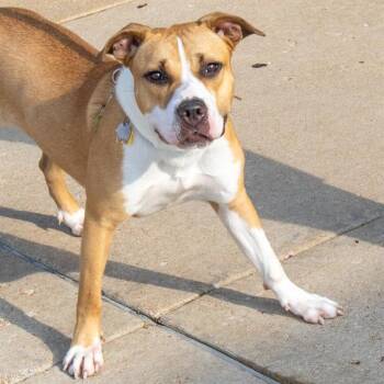 REMY -  Pit Bull Terrier and Mixed Breed Dog for Adoption in St. Louis, Missouri - REMY | PetCurious