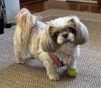 MACY -  Shih Tzu Dog for Adoption in Lexington, Kentucky - MACY | PetCurious