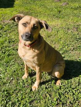 Molly -  Shepherd Dog for Adoption in Crescent City, California - Molly | PetCurious