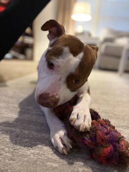 Pit Bull Terrier Dogs Available for Adoption - Amaro | PetCurious