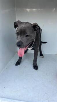 Pit Bull Terrier Dogs Available for Adoption - A653338 | PetCurious