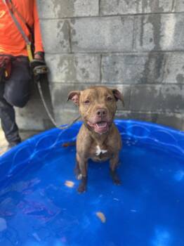 Rescue Pit Bull Terrier Dogs for Adoption in Newark, New Jersey - Bellamie | PetCurious