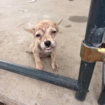 Chihuahua Dogs Available for Adoption in Harlingen, Texas - Rick | PetCurious