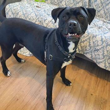 Boxer and Labrador Retriever Dogs Available for Adoption in Austin, Texas - Filo | PetCurious
