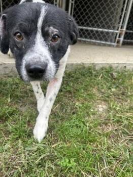 Rescue Australian Cattle Dog Blue Heeler Dogs for Adoption in Marshall, North Carolina - Mr. Pickles | PetCurious