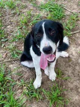 HANNAH -  Australian Shepherd and Australian Cattle Dog Blue Heeler Dog for Adoption in Fosters, Alabama - HANNAH | PetCurious