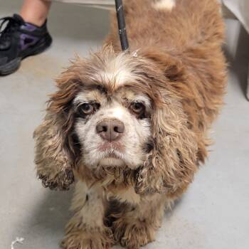 Rescue Mixed Breed Dogs for Adoption in Troy, Illinois - Janey | PetCurious