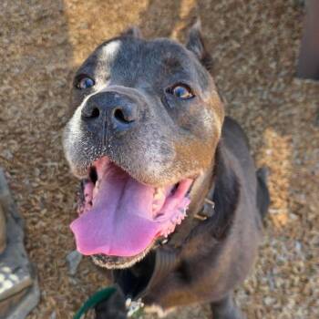 Cane -  Cane Corso Dog for Adoption in Whittier, California - Cane | PetCurious