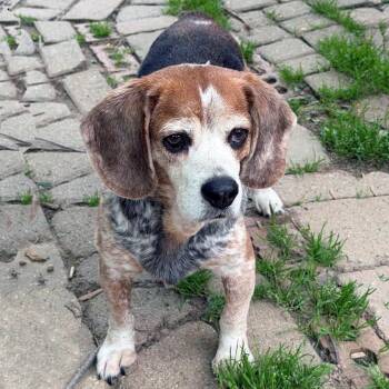 Blue -  Beagle Dog for Adoption in London, Ohio - Blue | PetCurious