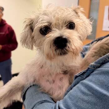 Luka -  Mixed Breed Dog for Adoption in Philadelphia, Pennsylvania - Luka | PetCurious