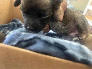 Rescue Labrador Retriever and Mixed Breed Dogs for Adoption in Houston, Texas - A645081 | PetCurious