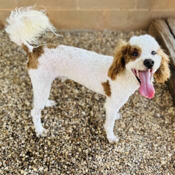 Phineas -  Golden Retriever and Poodle Dog for Adoption in Opelika, Alabama - Phineas | PetCurious