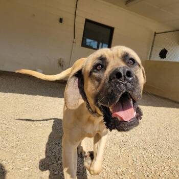 Mastiff Dogs Available for Adoption in Loxahatchee Groves, Florida - MAX 7387 | PetCurious