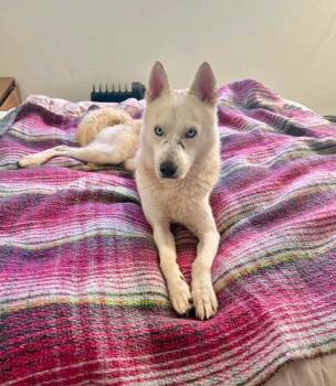 Rescue Husky and Shepherd Dogs for Adoption in Santa Monica, California - Nikolai | PetCurious