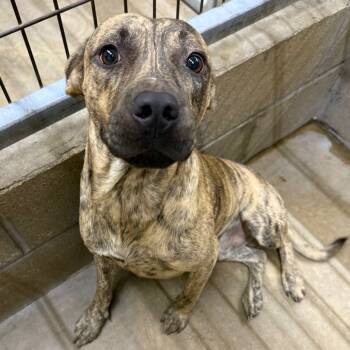 Rescue Pit Bull Terrier and Mixed Breed Dogs for Adoption in Floresville, Texas - Kovu | PetCurious