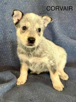 Labrador Retriever and Mixed Breed Dogs Available for Adoption - Corvair | PetCurious