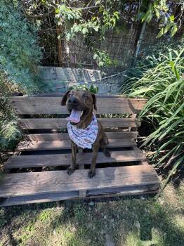 Noel -  Labrador Retriever Dog for Adoption in Gig Harbor, Washington - Noel | PetCurious