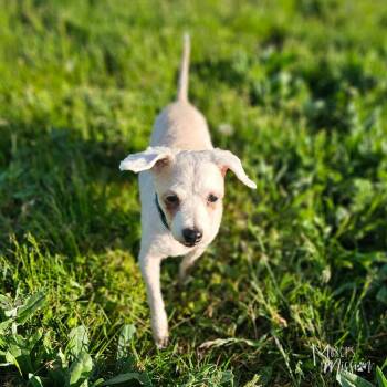 Bichon Frise Dogs Available for Adoption in Spokane, Washington - Powder | PetCurious