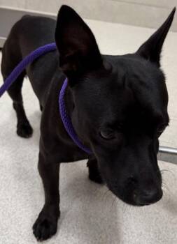 Riddle -  Mixed Breed Dog for Adoption in Honolulu, Hawaii - Riddle | PetCurious