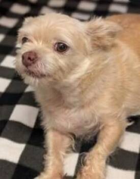 Gary -  Chihuahua and Terrier Dog for Adoption in Dallas, Texas - Gary | PetCurious