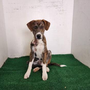 Mixed Breed Dogs Available for Adoption in Boaz, Alabama - Rafiki | PetCurious